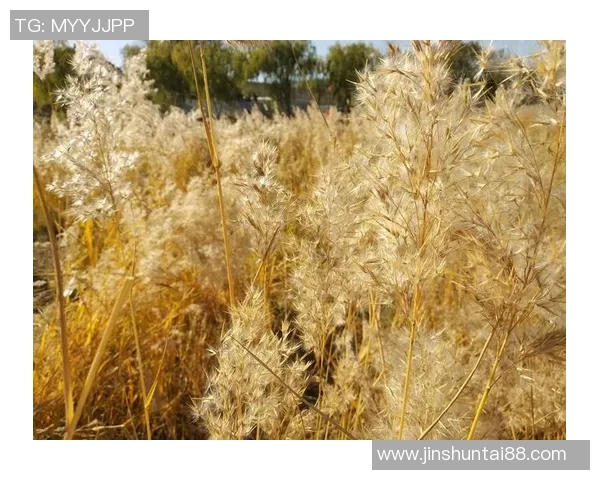 赵伟畅谈个人成长与CSGO职业生涯的点滴回忆与感悟 赵伟畅谈个人成长与CSGO职业生涯的点滴回忆与感悟